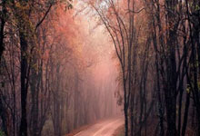 今日女单决赛直播看点在哪里？